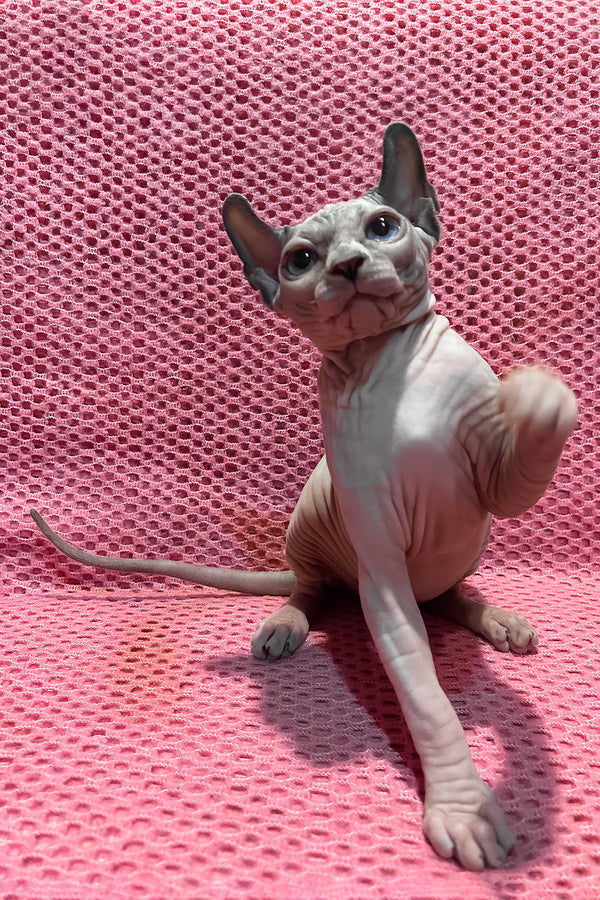 Asya | Elf Sphynx Kitten