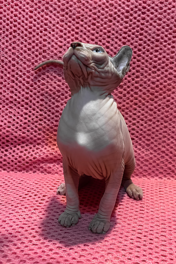 Asya | Elf Sphynx Kitten