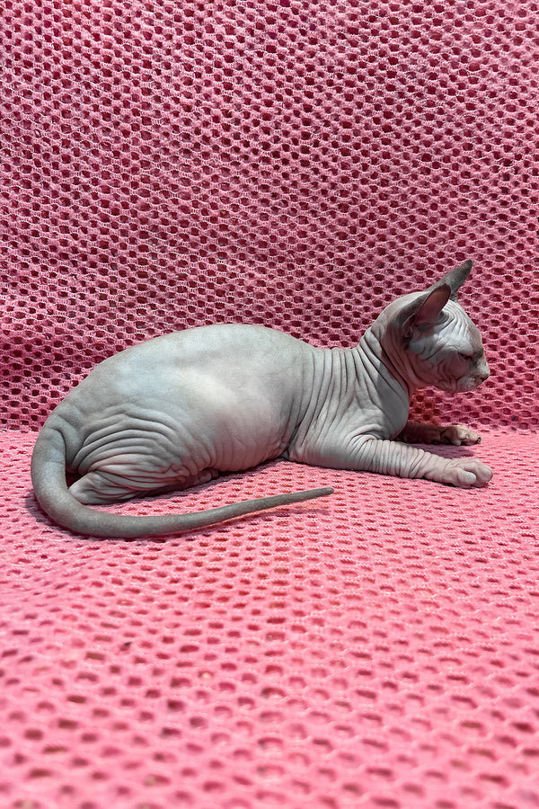 Asya | Elf Sphynx Kitten