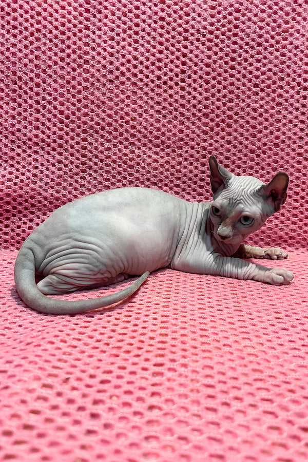 Asya | Elf Sphynx Kitten