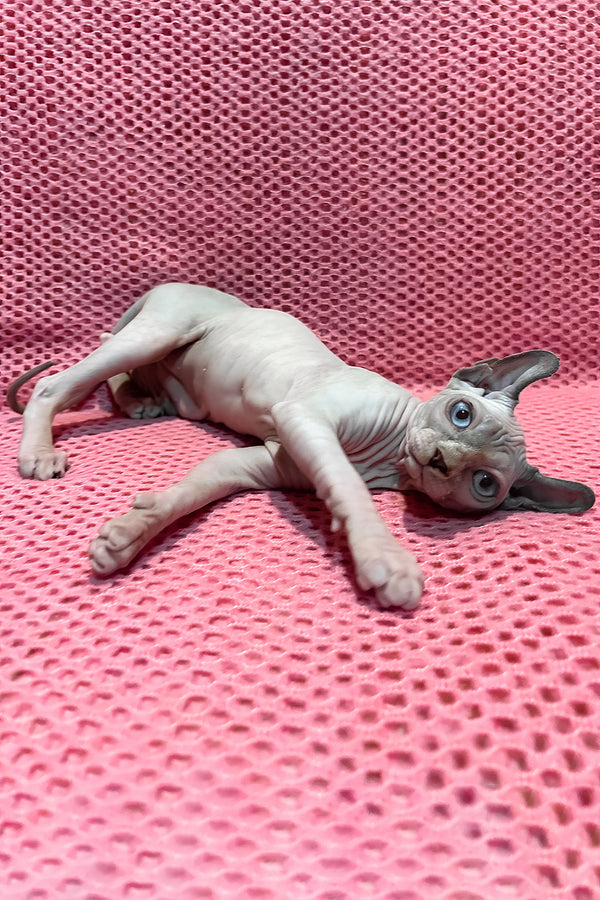 Asya | Elf Sphynx Kitten