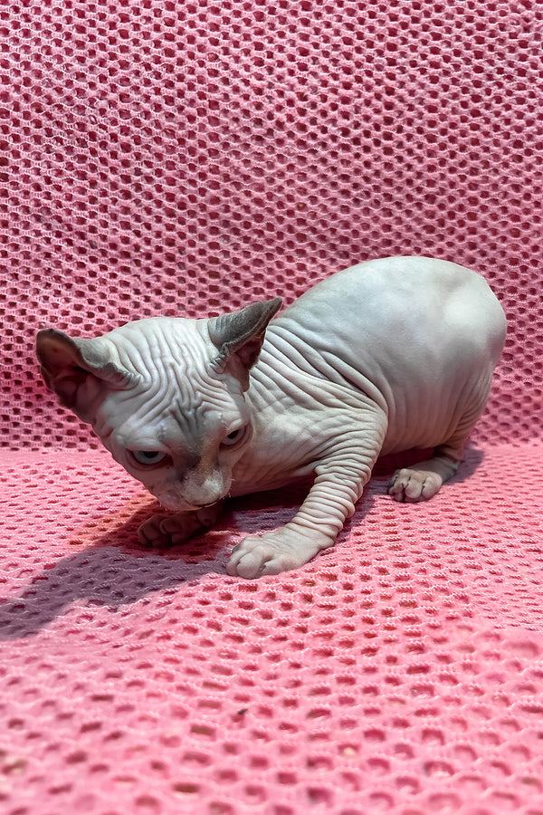 Asya | Elf Sphynx Kitten