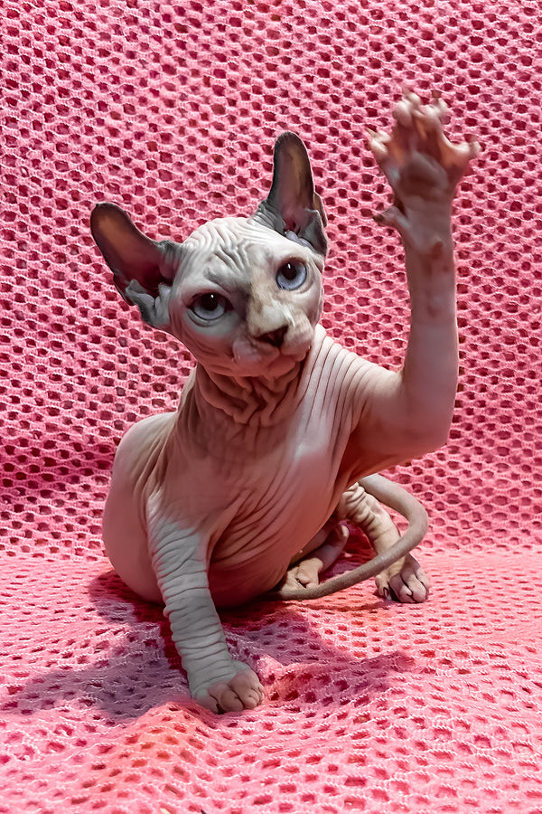 Asya | Elf Sphynx Kitten