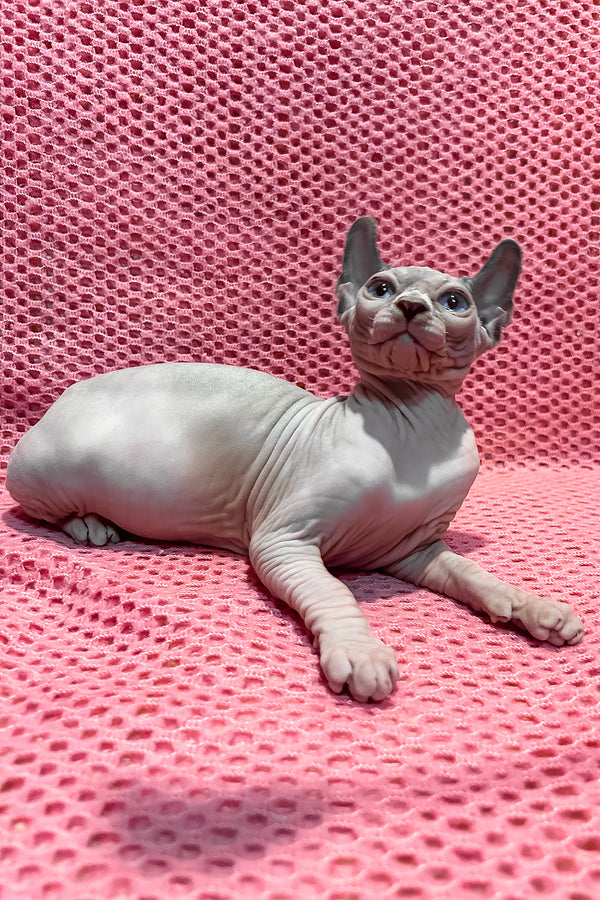 Asya | Elf Sphynx Kitten
