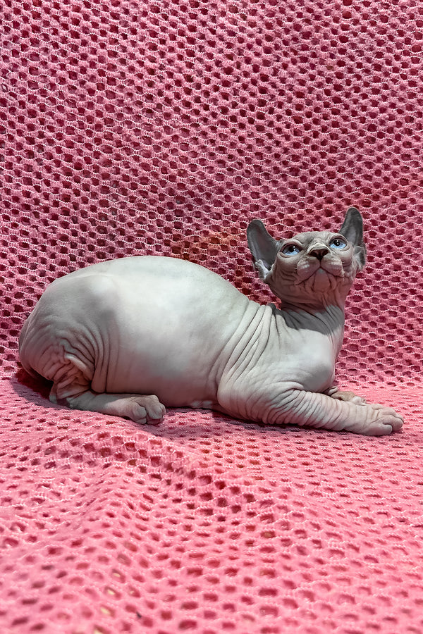 Asya | Elf Sphynx Kitten