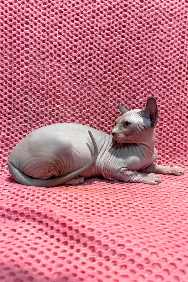 Asya | Elf Sphynx Kitten