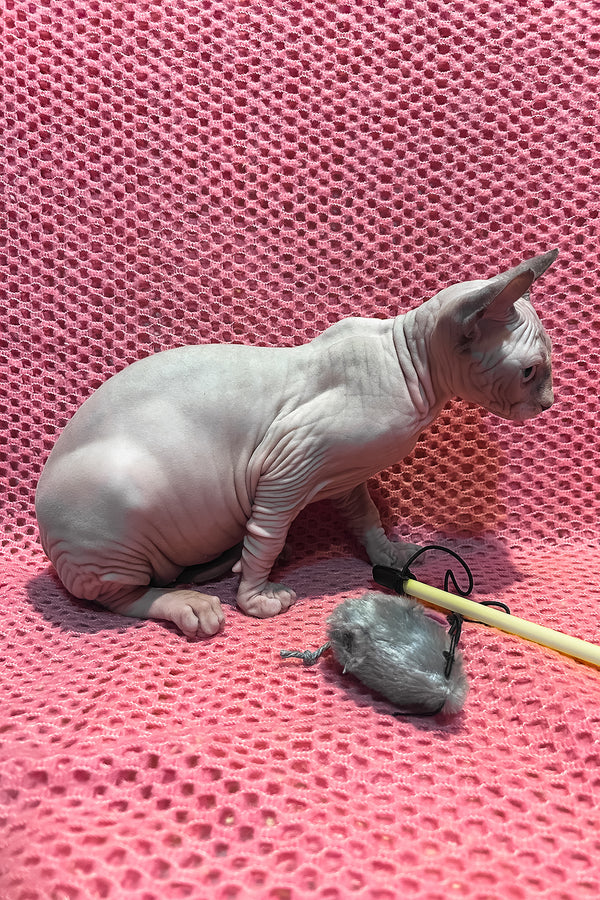 Asya | Elf Sphynx Kitten