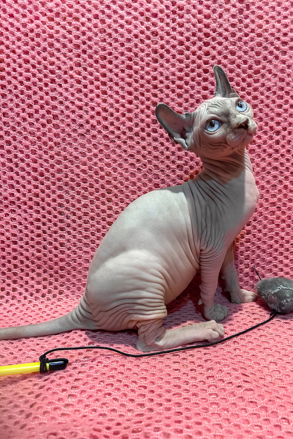 Asya | Elf Sphynx Kitten