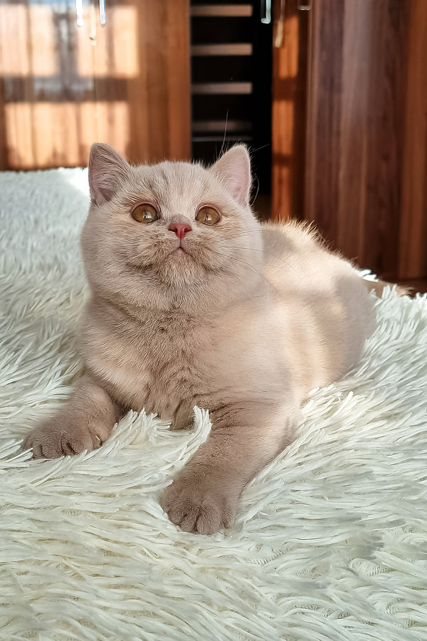 Sapfira | British Shorthair Kitten