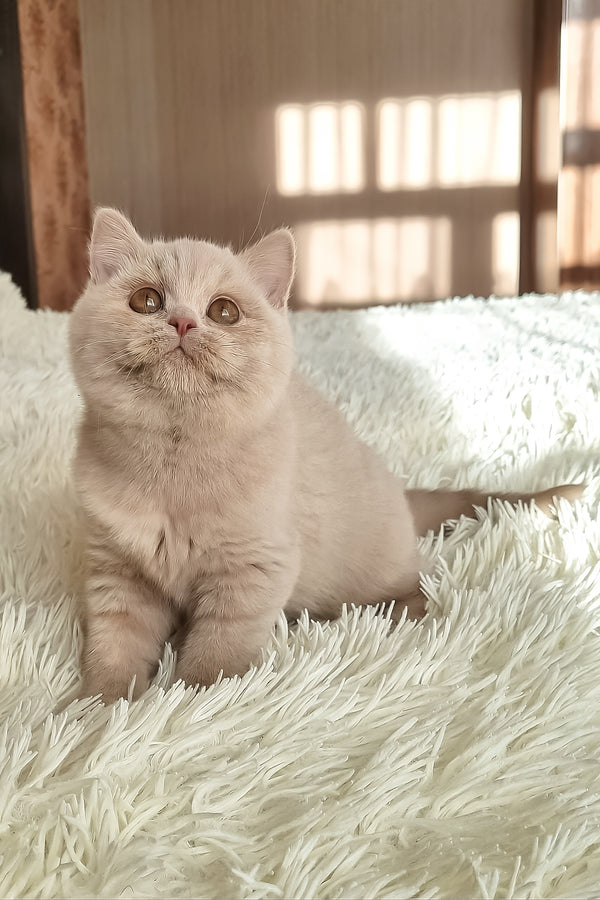 Sapfira | British Shorthair Kitten
