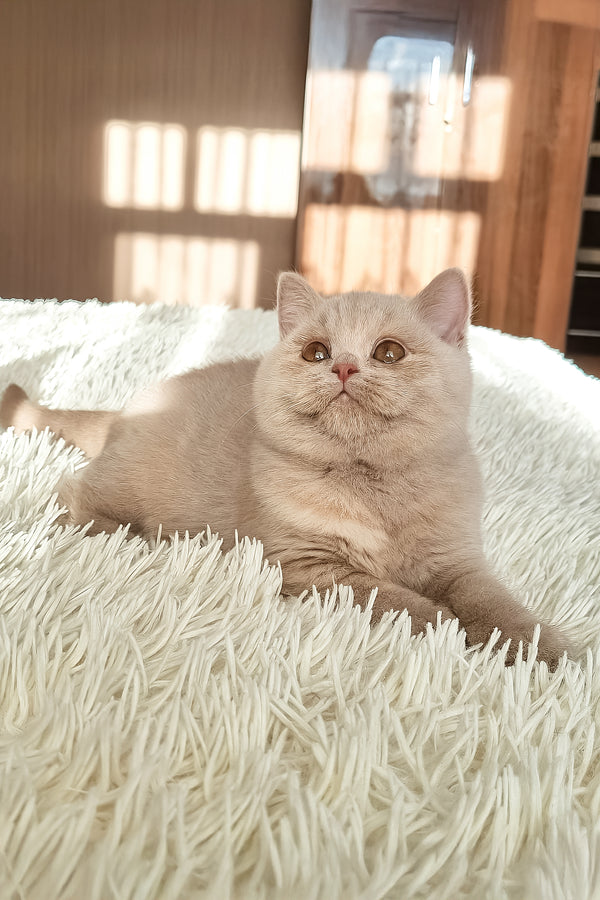 Sapfira | British Shorthair Kitten