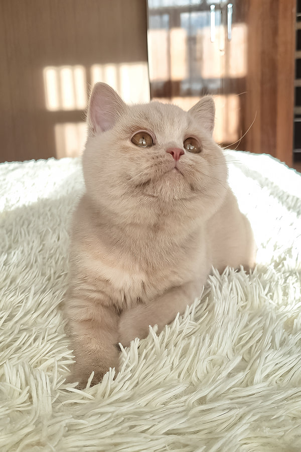 Sapfira | British Shorthair Kitten