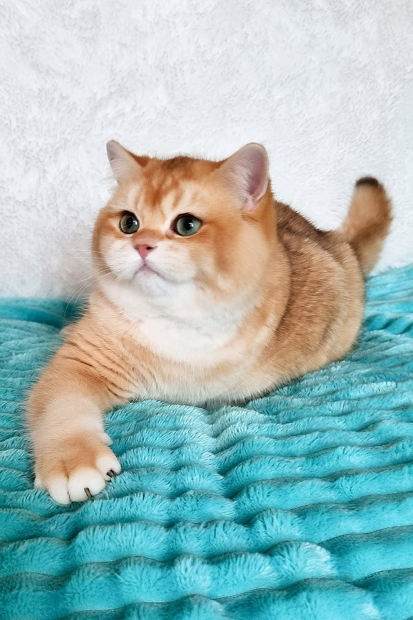 Sonic | British Shorthair Kitten