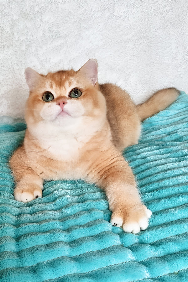 Sonic | British Shorthair Kitten