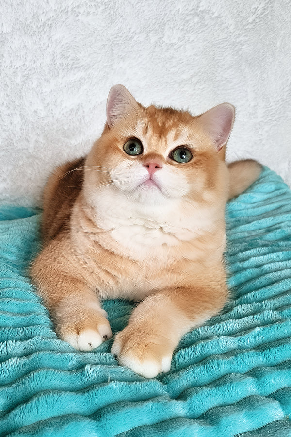 Sonic | British Shorthair Kitten