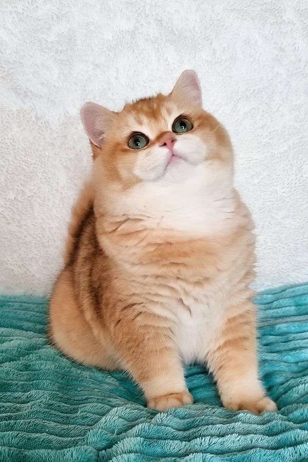 Sonic | British Shorthair Kitten