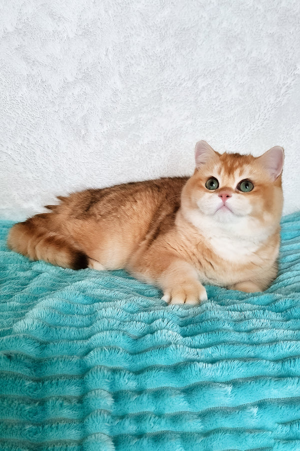 Sonic | British Shorthair Kitten