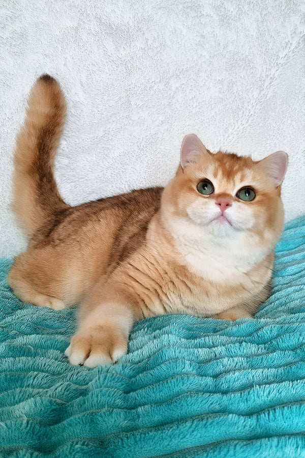 Sonic | British Shorthair Kitten