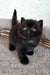 Tom | British Shorthair Kitten
