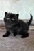 Tom | British Shorthair Kitten