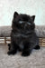 Tom | British Shorthair Kitten