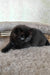 Tom | British Shorthair Kitten