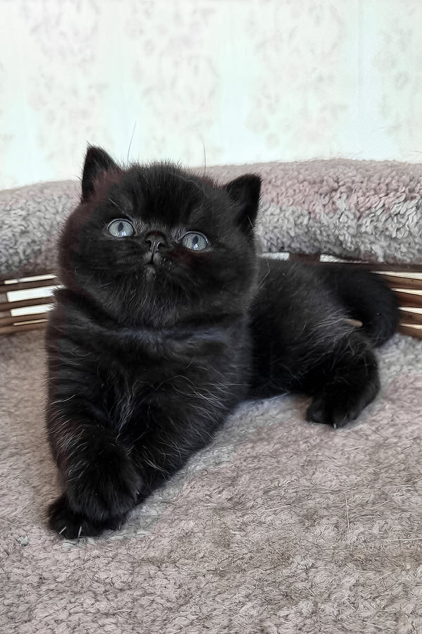 Tom | British Shorthair Kitten
