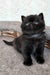 Tom | British Shorthair Kitten