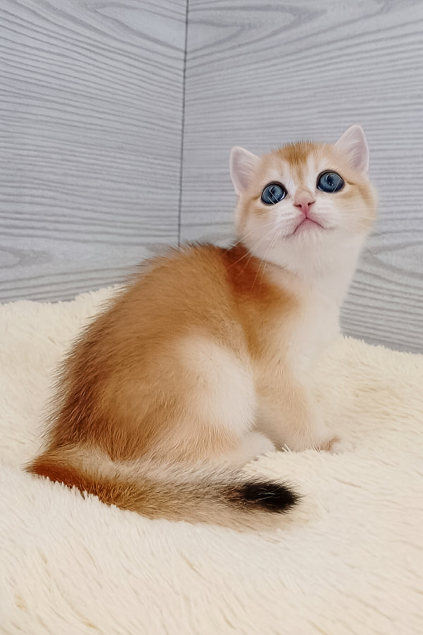 Twist | British Shorthair Kitten