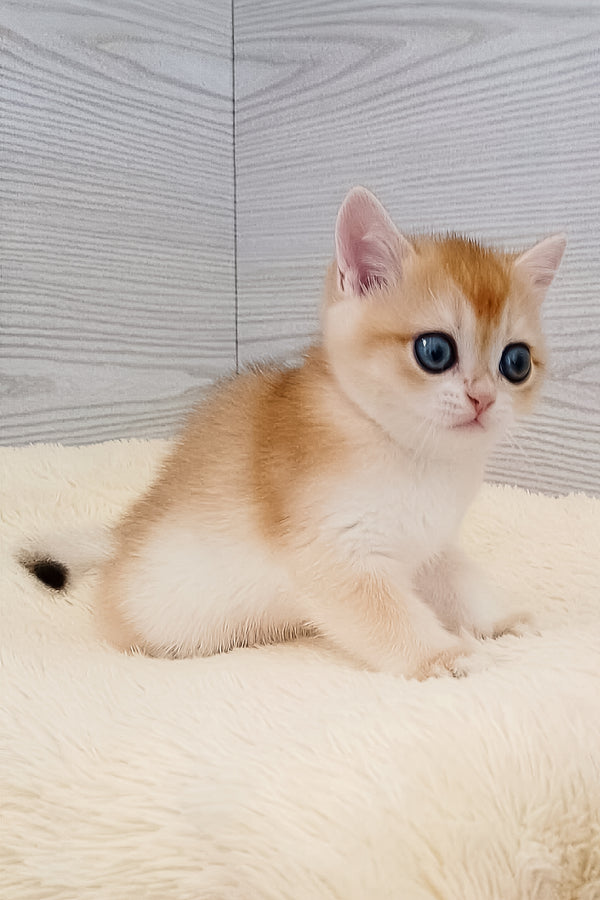 Twist | British Shorthair Kitten