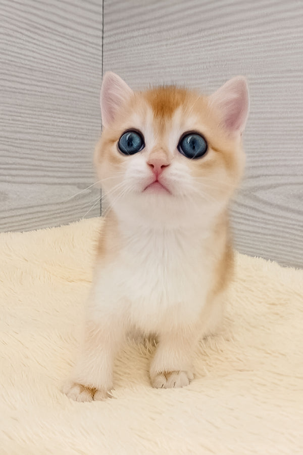 Twist | British Shorthair Kitten