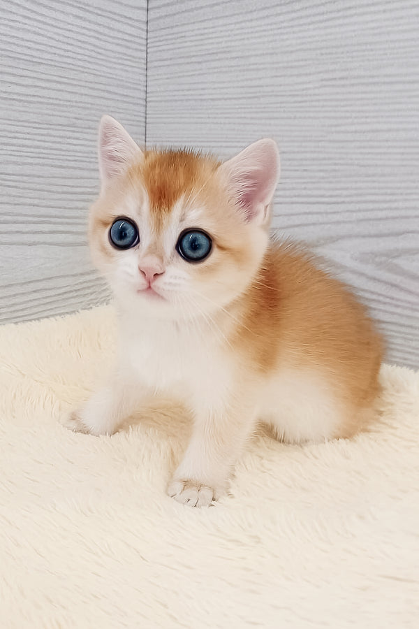 Twist | British Shorthair Kitten