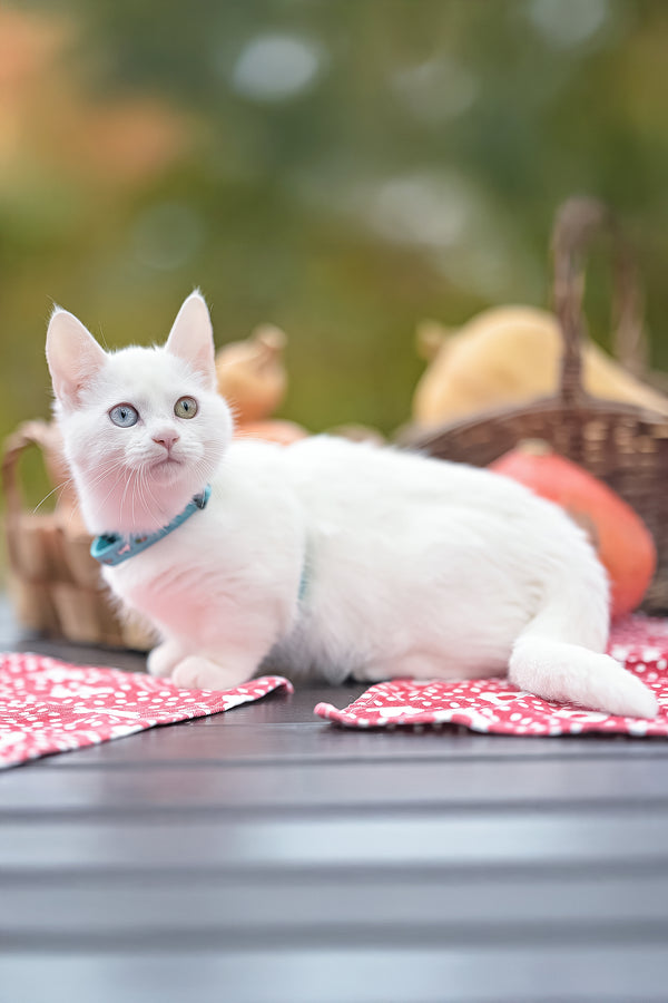 Kalista | Munchkin Kitten
