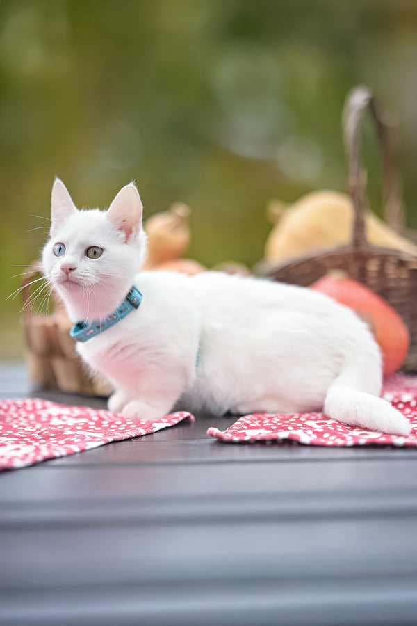 Kalista | Munchkin Kitten