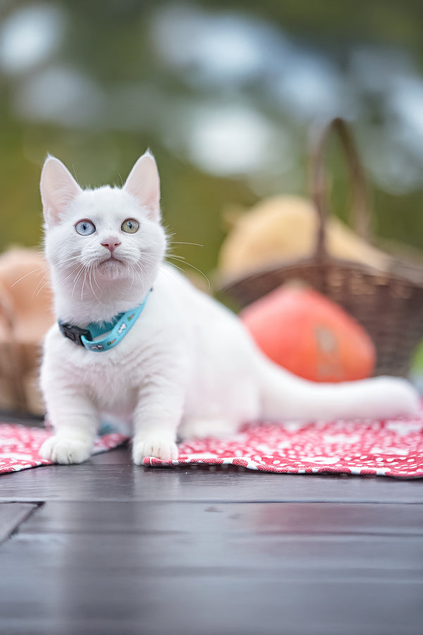 Kalista | Munchkin Kitten