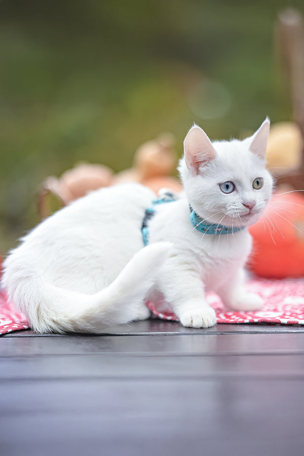 Kalista | Munchkin Kitten
