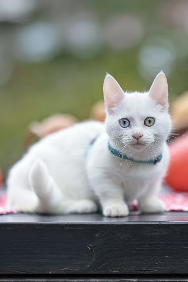 Kalista | Munchkin Kitten