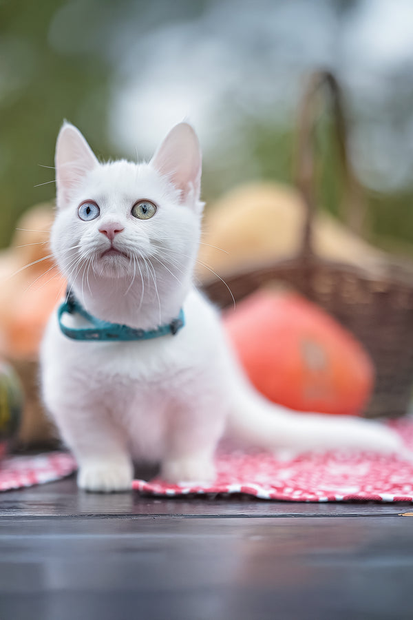 Kalista | Munchkin Kitten