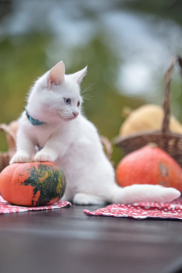 Kalista | Munchkin Kitten