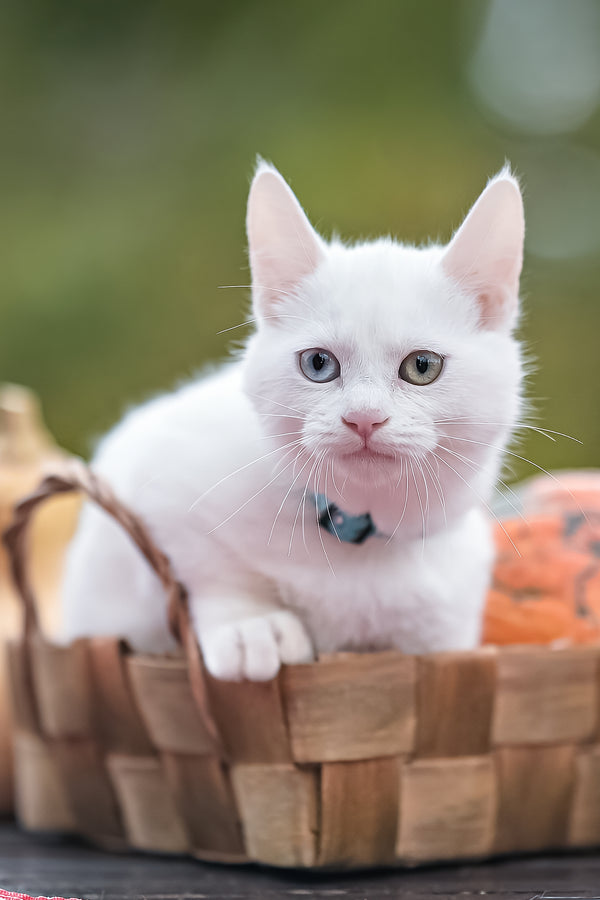 Kalista | Munchkin Kitten
