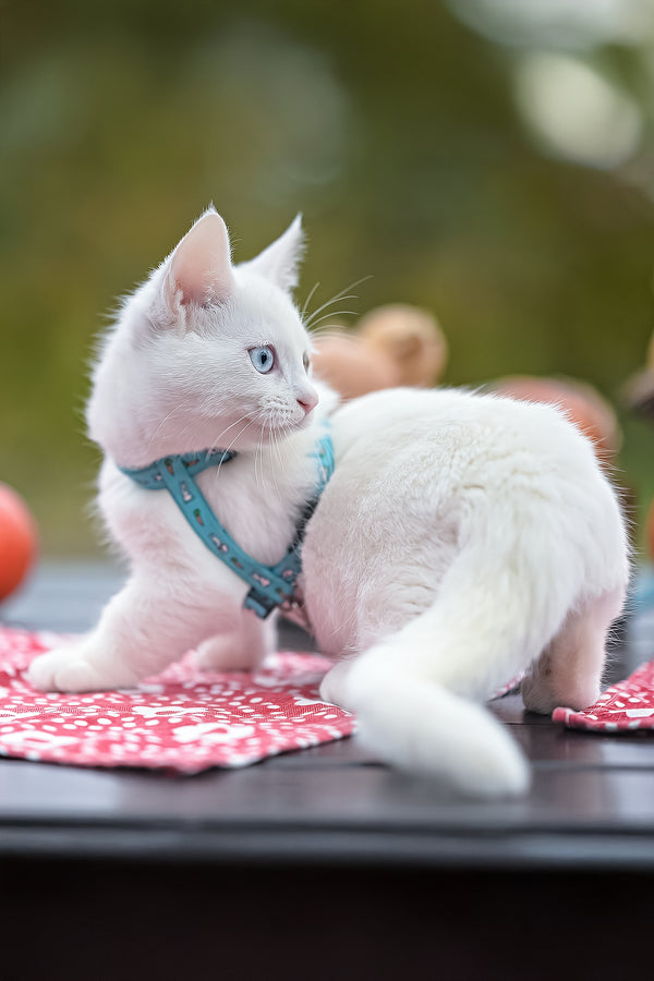Kalista | Munchkin Kitten