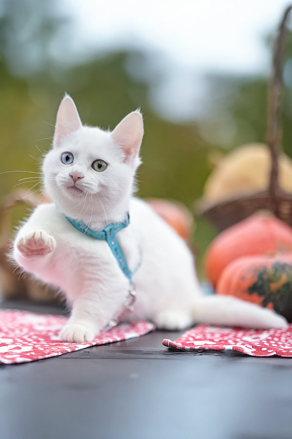 Kalista | Munchkin Kitten