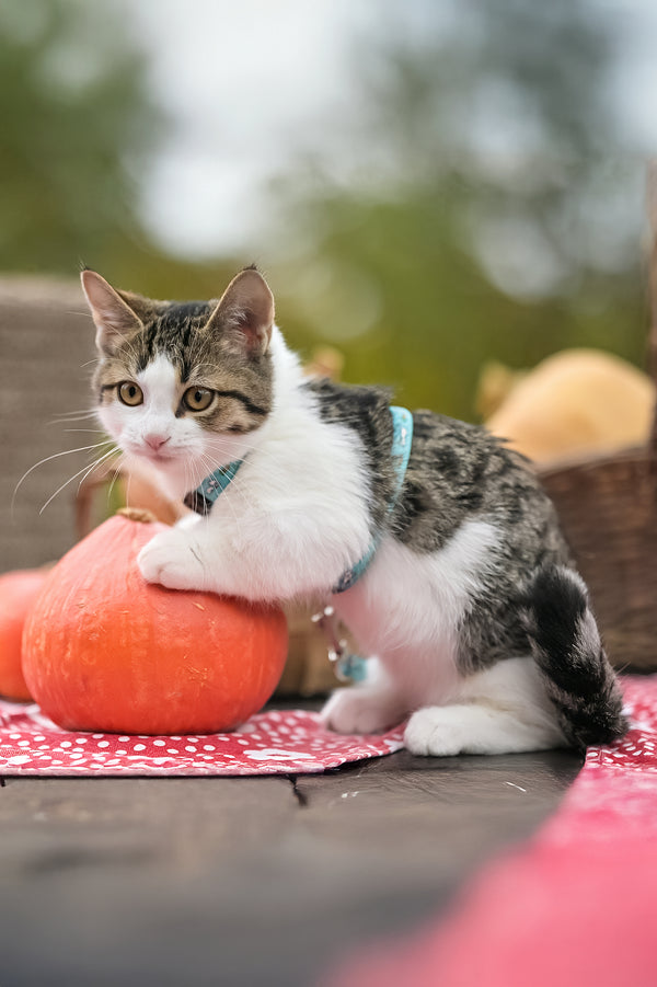 Kristin | Munchkin Kitten