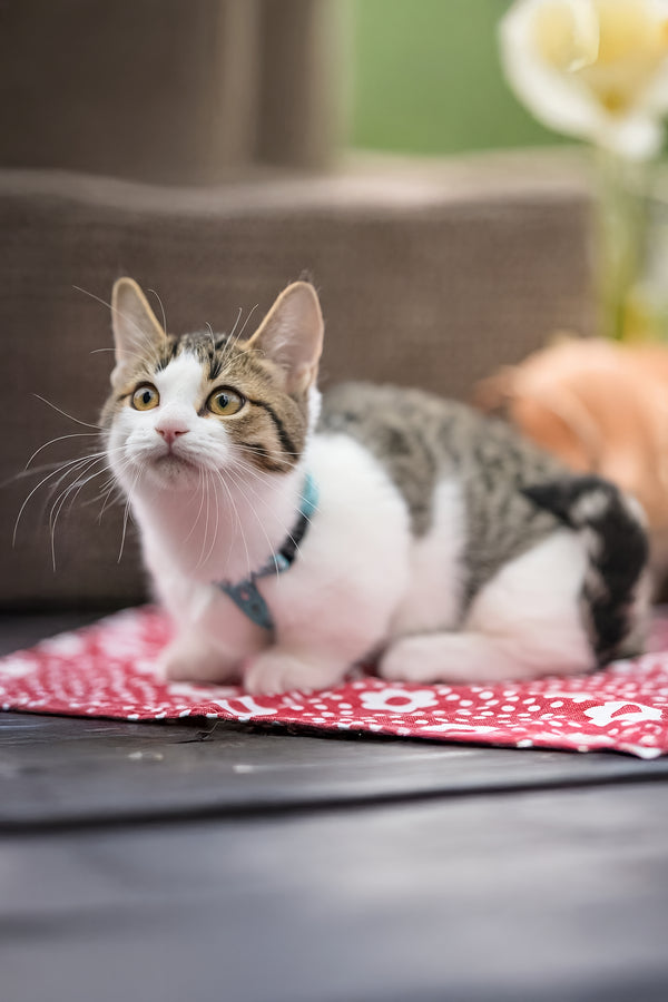 Kristin | Munchkin Kitten