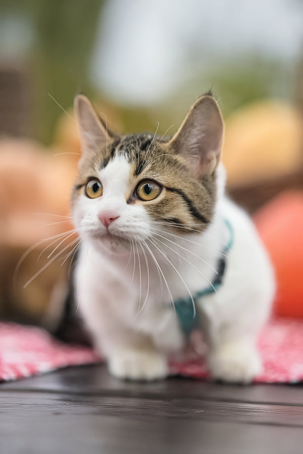 Kristin | Munchkin Kitten