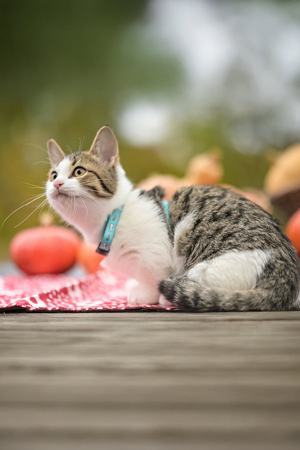 Kristin | Munchkin Kitten