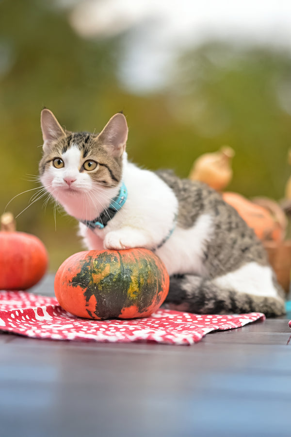 Kristin | Munchkin Kitten