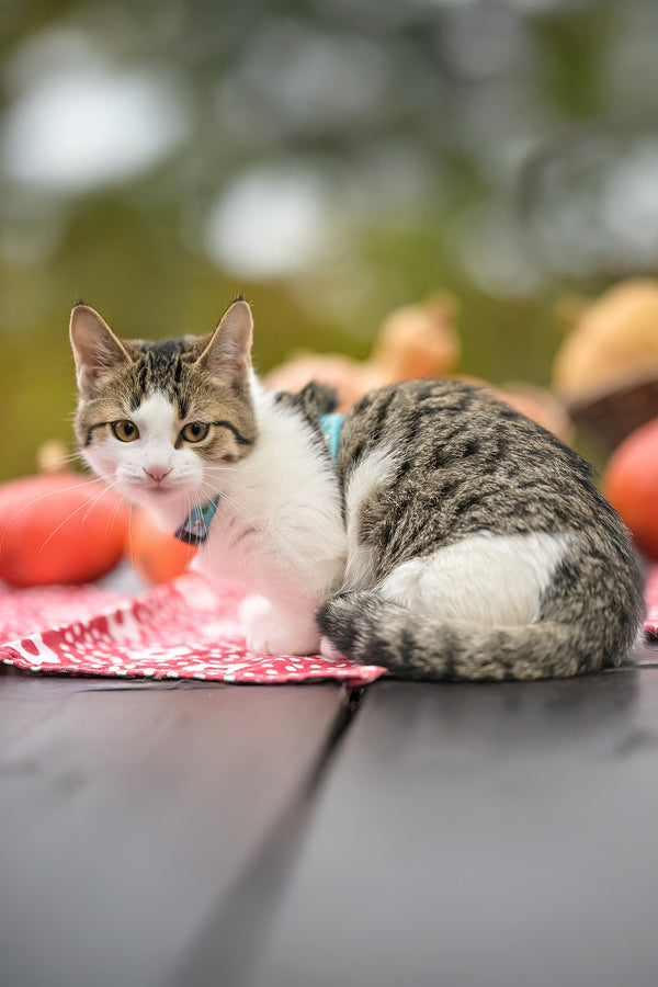 Kristin | Munchkin Kitten