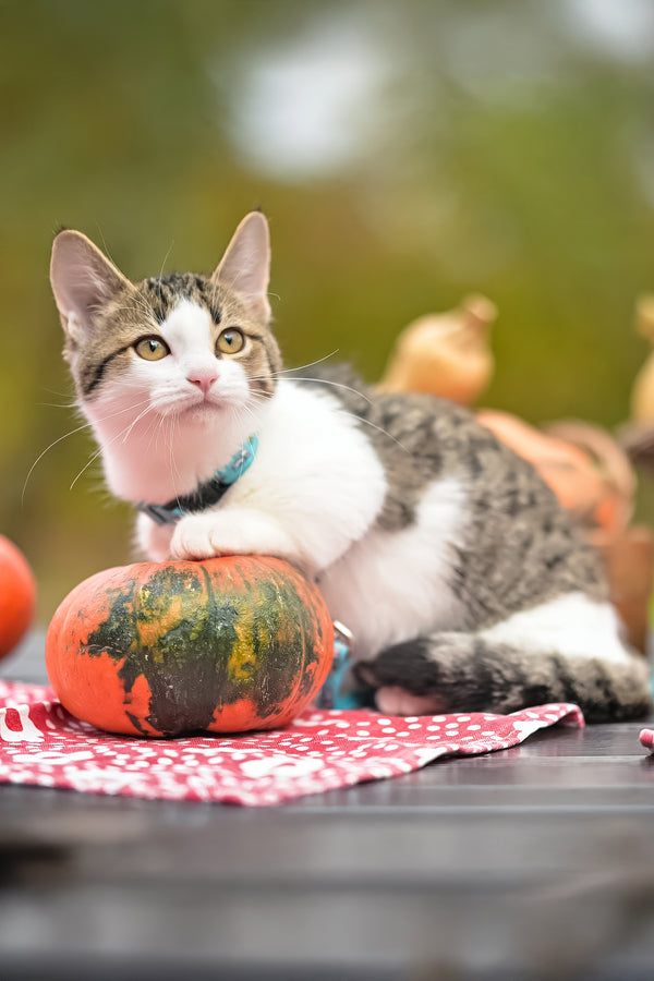 Kristin | Munchkin Kitten