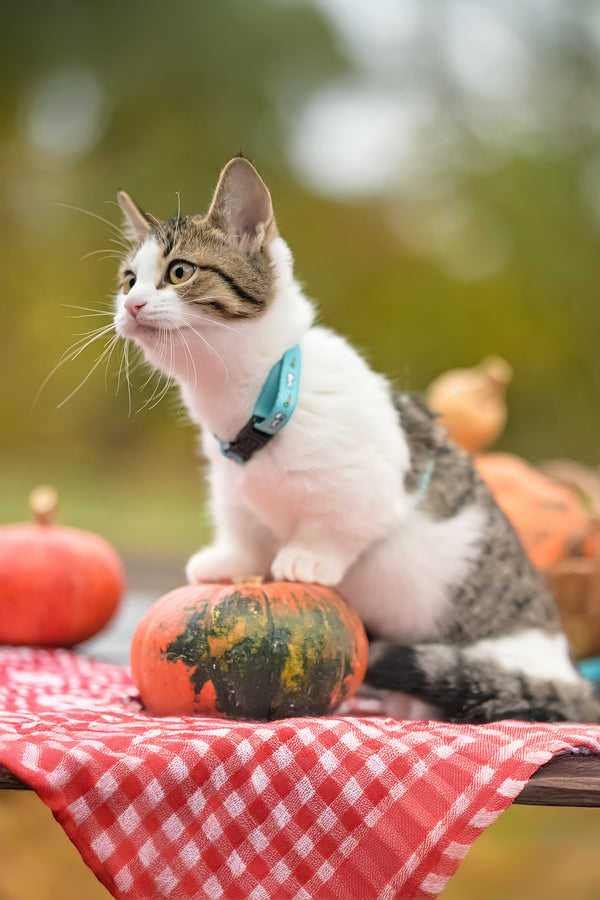 Kristin | Munchkin Kitten
